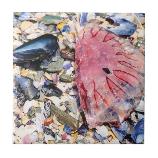 シーシェルズクラゲ海ビーチビュー タイル (正面)