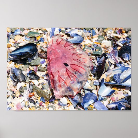 シーシェルズクラゲ海ビーチビュー ポスター (正面)