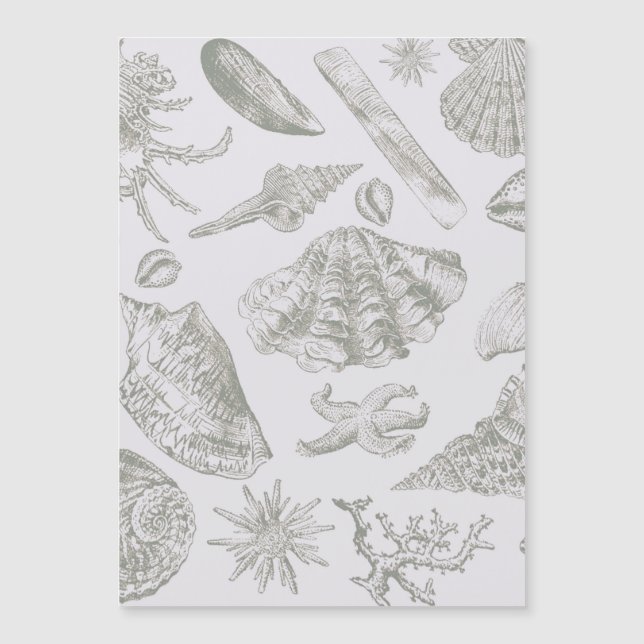 シーシェルソフトアンティークアートビーチシェル (正面)