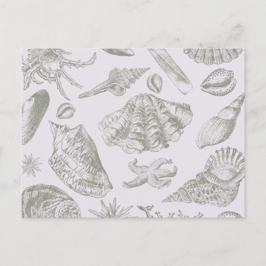 シーシェルソフトアンティークアートビーチシェル ポストカード (正面)