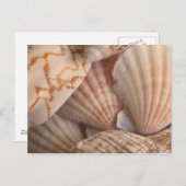 シーシェルハガキ ポストカード (正面/裏面)