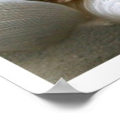 シーシェルプリント ポスター (角)