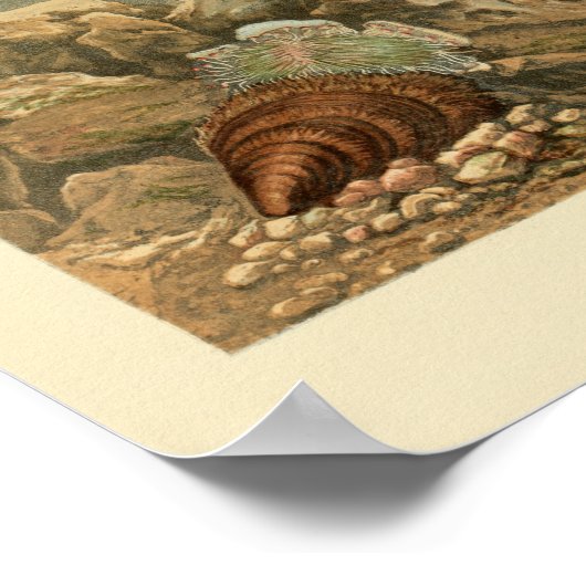 シーシェルマリーン海ライフカラーアート ポスター (角)