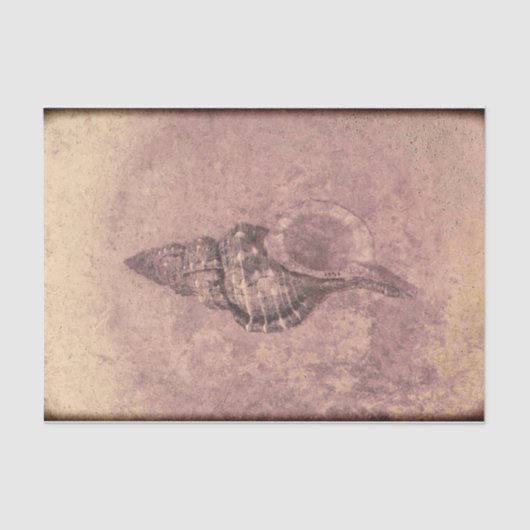 シーシェルヴィンテージ海ビーチテクスグランジチャ 薄葉紙 (正面)