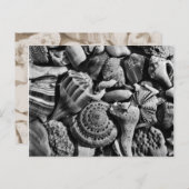 シーシェル写真空白のはがき ポストカード (正面/裏面)