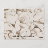 シーシェル写真空白のはがき ポストカード (裏面)