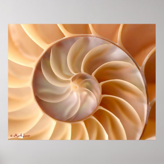 シーシェル建築ポスター ポスター (正面)