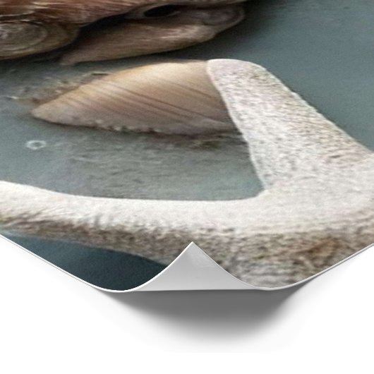 シーシェル沿岸クリスマスツリー ポスター (角)