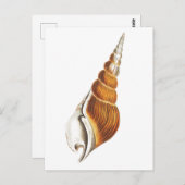 シーシェル海洋生物葉書 ポストカード (正面/裏面)