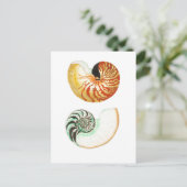 シーシェル葉書 ポストカード (スタンド正面)