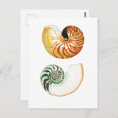 シーシェル葉書 ポストカード (正面/裏面)