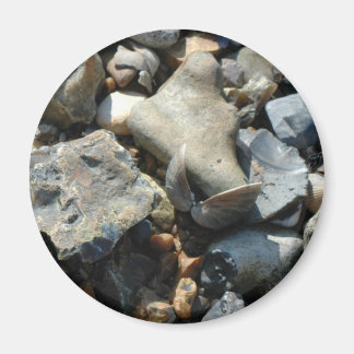 シーシェル3 マグネット