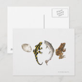 シーシェル、サラマンダー、サーモン ポストカード (正面/裏面)