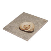 シーシェル タイル (側面)