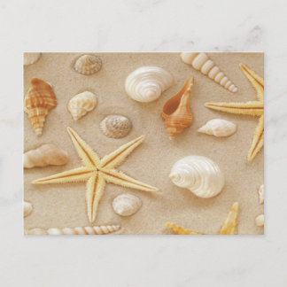 シーシェル・バイ・ザ・シーショア ポストカード