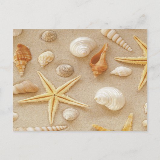 シーシェル・バイ・ザ・シーショア ポストカード (正面)