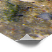 シーシェル ポスター (角)