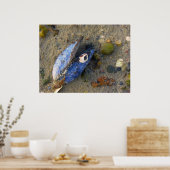 シーシェル ポスター (キッチン)