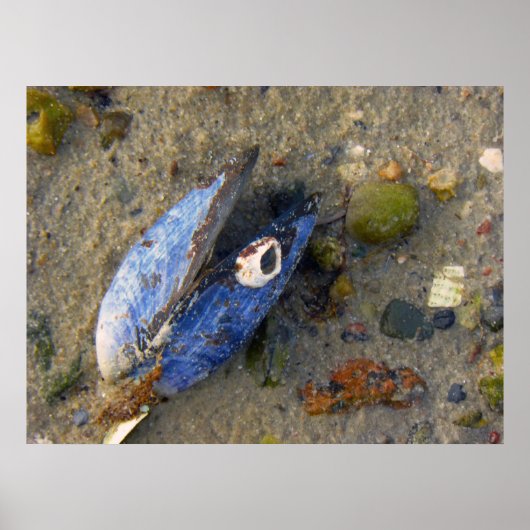 シーシェル ポスター (正面)