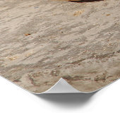 シーシェル ポスター (角)