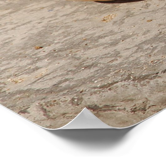 シーシェル ポスター (角)