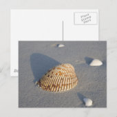 シーシェル ポストカード (正面/裏面)