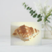 シーシェル ポストカード (スタンド正面)