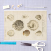 シーシフランスのェルヴィンテージデカップシェルビーチ 薄葉紙 (クラフト)