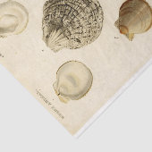 シーシフランスのェルヴィンテージデカップシェルビーチ 薄葉紙 (詳細)