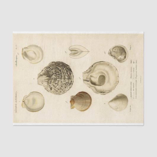 シーシフランスのェルヴィンテージデカップシェルビーチ 薄葉紙 (正面)