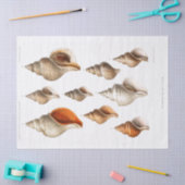 シーシフランスのェルヴィンテージビーチデカップシェルサンド 薄葉紙 (クラフト)