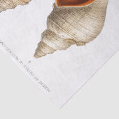 シーシフランスのェルヴィンテージビーチデカップシェルサンド 薄葉紙 (詳細)