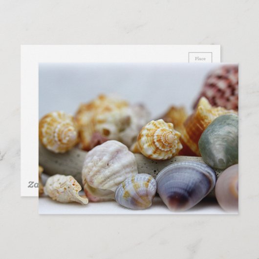 シーショアのはがきの貝殻 ポストカード (正面/裏面)