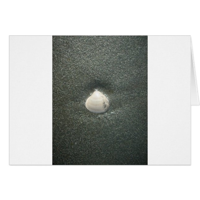 シーショアシェルフクナマタタ.JPG (正面横)