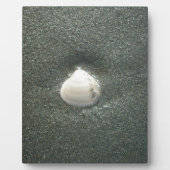 シーショアシェルフクナマタタ.JPG フォトプラーク (正面)