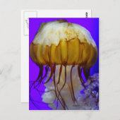 シージェリーズ ポストカード (正面/裏面)