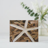 シースターズ ポストカード (スタンド正面)