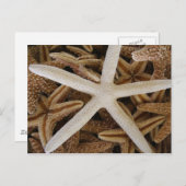 シースターズ ポストカード (正面/裏面)