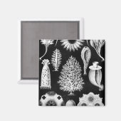 シースポンジクリームをブラックに マグネット (正面/裏面)