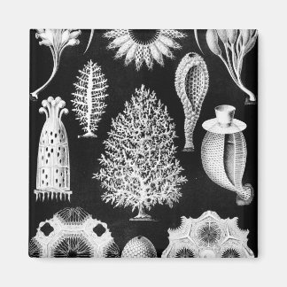 シースポンジクリームをブラックに マグネット