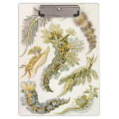 シースラグズバイエルンスト・ヘイケル、ヴィンテージNudibranchia クリップボード (正面)