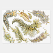 シースラグズバイエルンスト・ヘイケル、ヴィンテージNudibranchia ラッピングペーパーシート (正面2)