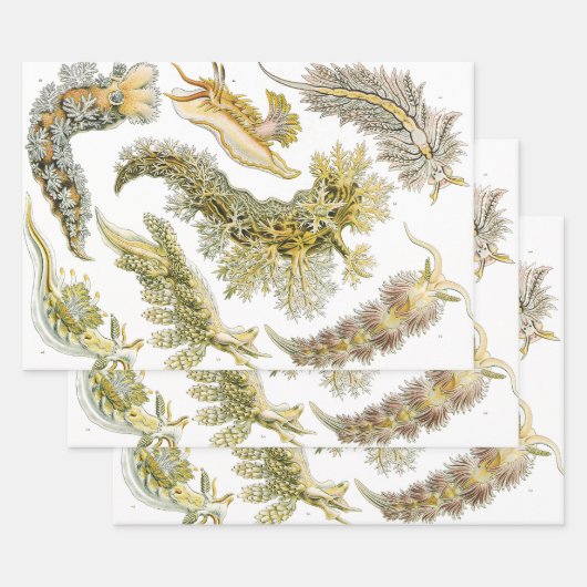 シースラグズバイエルンスト・ヘイケル、ヴィンテージNudibranchia ラッピングペーパーシート (セット)