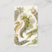 シースラグズバイエルンスト・ヘイケル、ヴィンテージNudibranchia 名刺 (裏面)