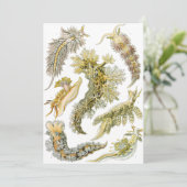 シースラグズバイエルンスト・ヘイケル、ヴィンテージNudibranchia 招待状 (スタンド正面)