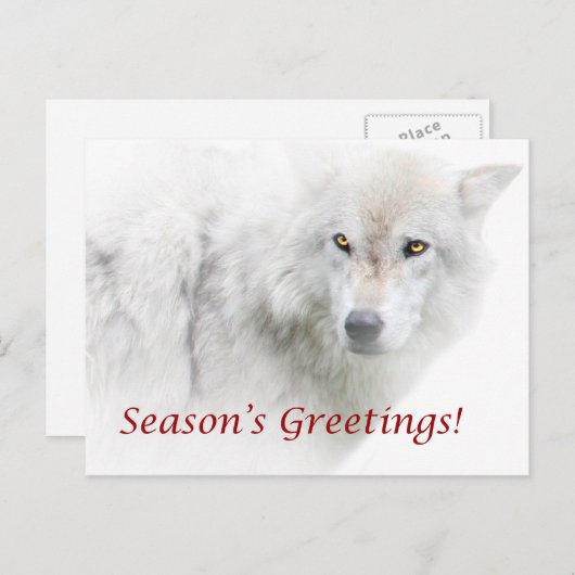 シーズンのグリーティングホワイトウルフポストカード シーズンポストカード (正面/裏面)