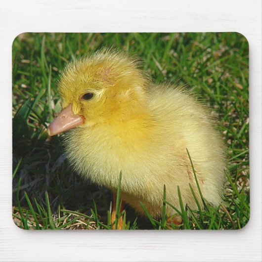 シーズン初のスコービー マウスパッド (正面)