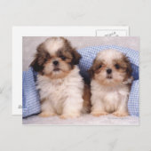 シーズー(犬)の子犬をチェック毛布の下で ポストカード (正面/裏面)