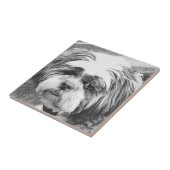 シーズー（犬）の犬 タイル (側面)