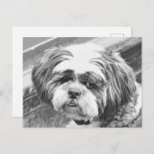 シーズー（犬）の犬 ポストカード (正面/裏面)